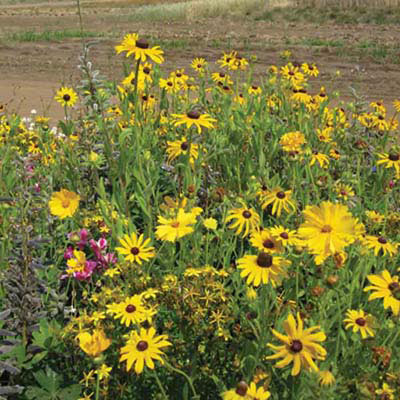 Native Flower Seeds 4 oz.