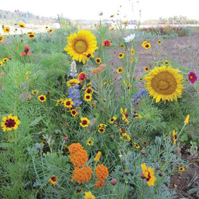 Xerces Pollinator Mix