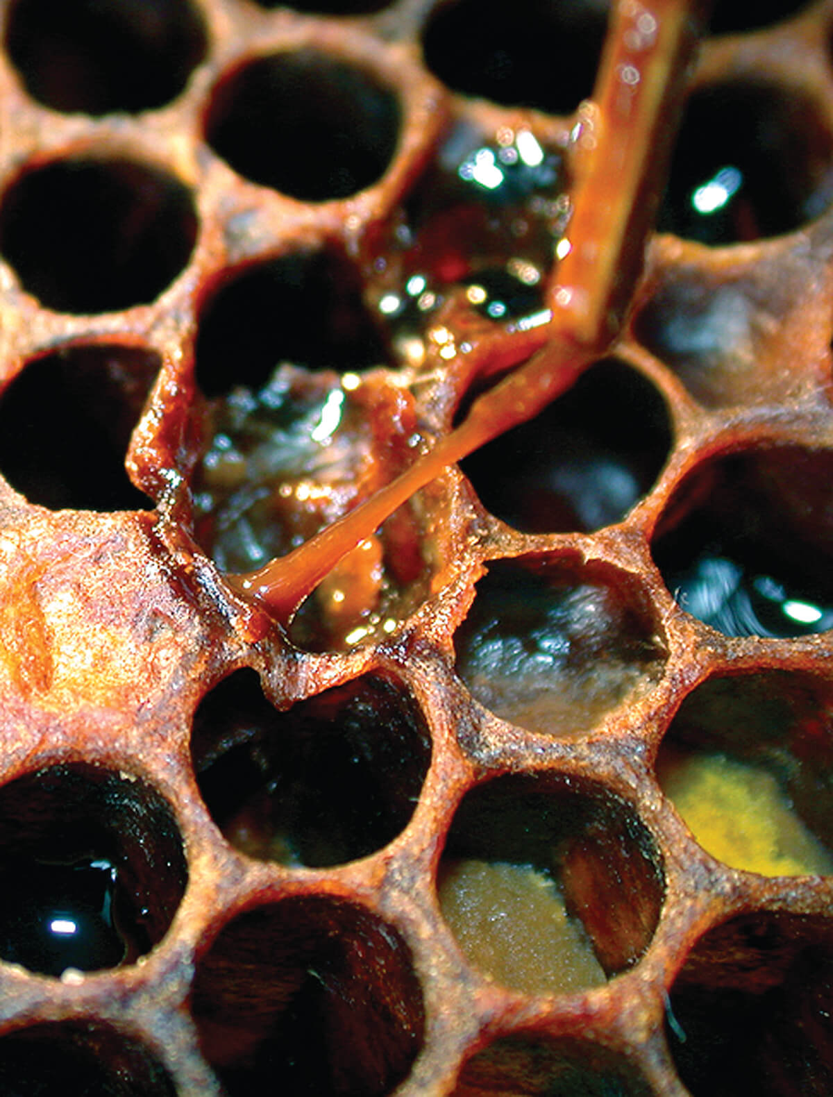 AFB makes for goopy brood cells