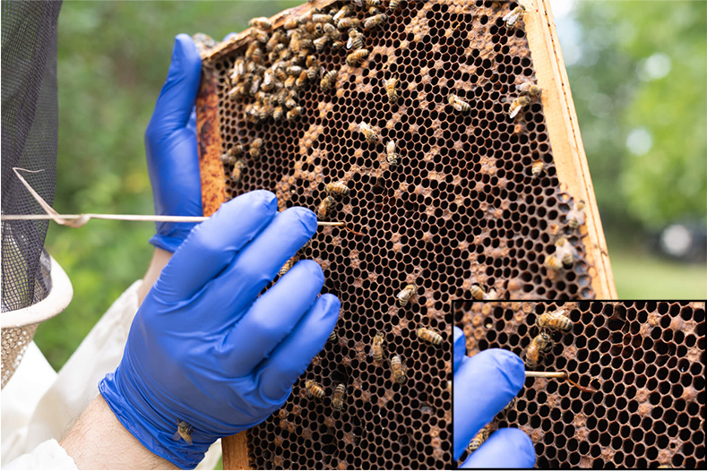 Betterbee's Dr. Peck uses a piece of grass to show the 