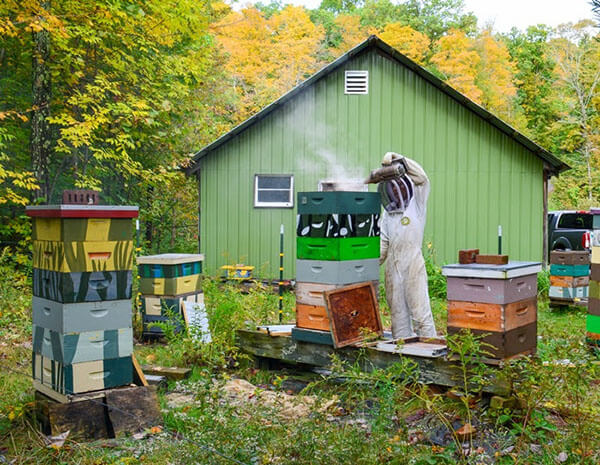 Beehive apiary with various styles and sizes of hives