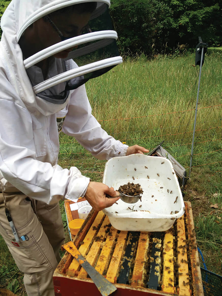 Shows a beekeeper sampling mite counts