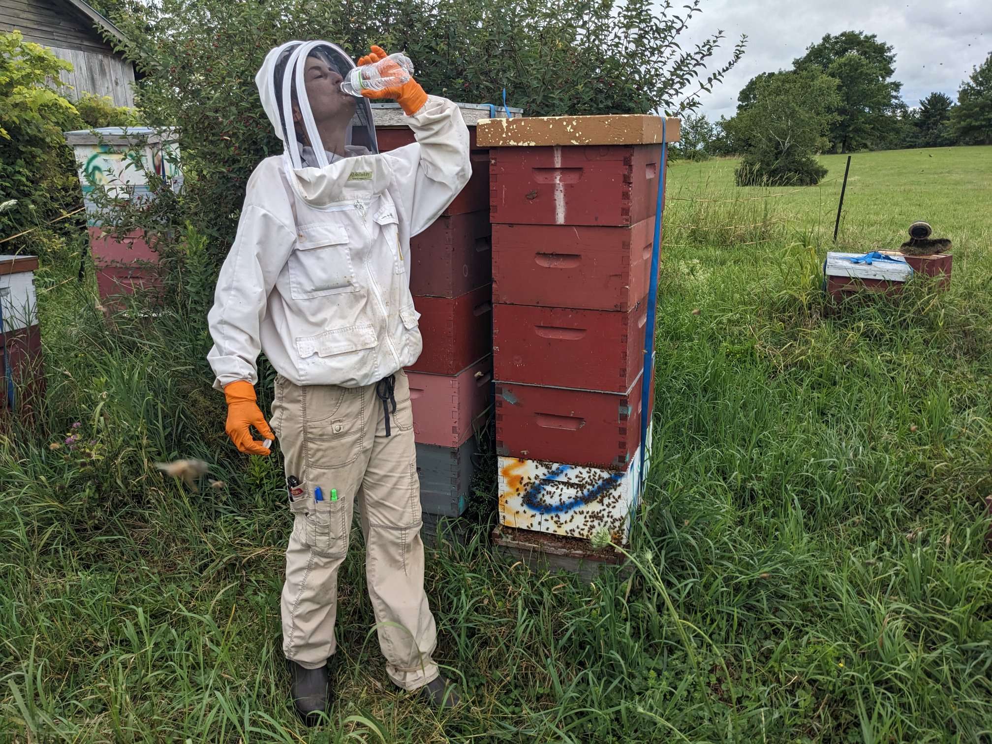 Beekeeper drinking from a water bottle through their beekeeping veil.