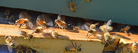 bees signaling come on home
