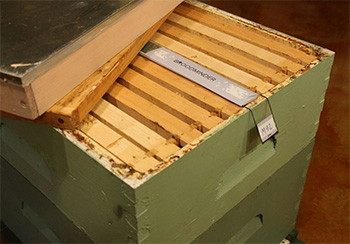 Broodminder hive opened up to show tracking strip.