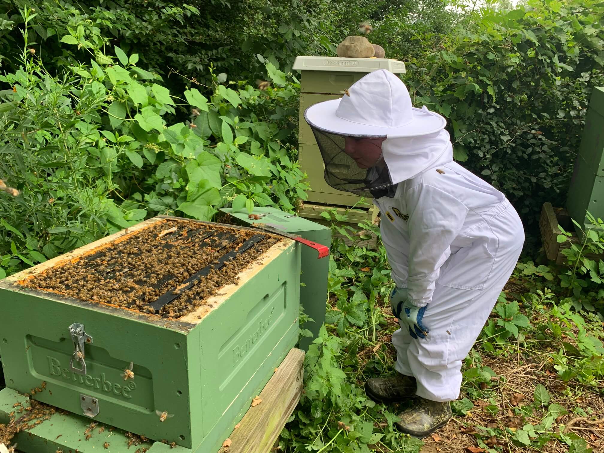 A small child leans over a Lyson polystyrene beehive painted green, checking on his bees