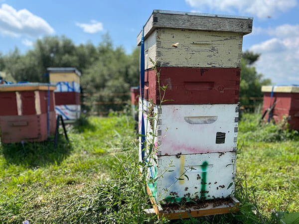 Hives with double deep brood boxes and medium-sized honey supers on top