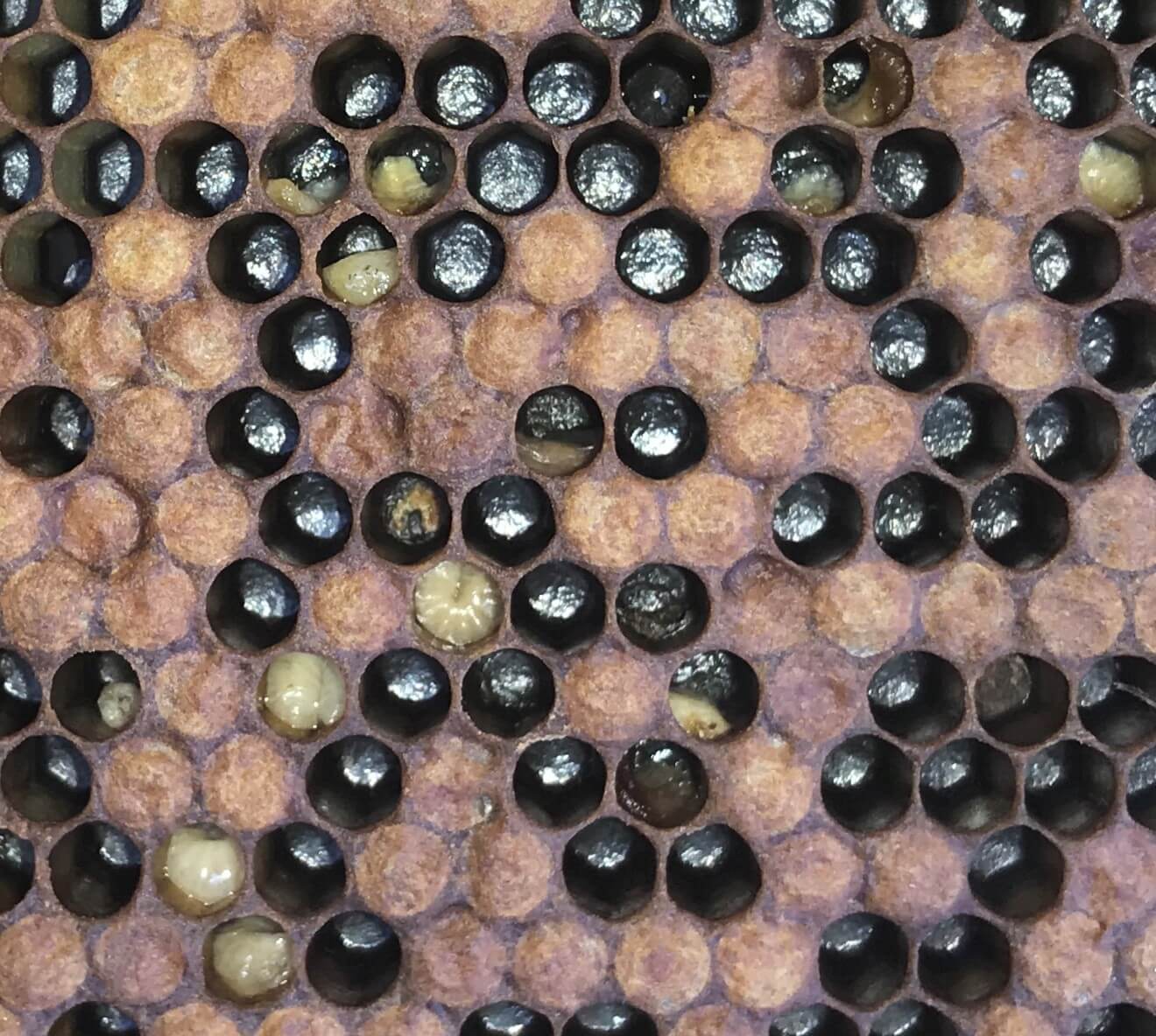 larvae that are slightly yellow and twisted