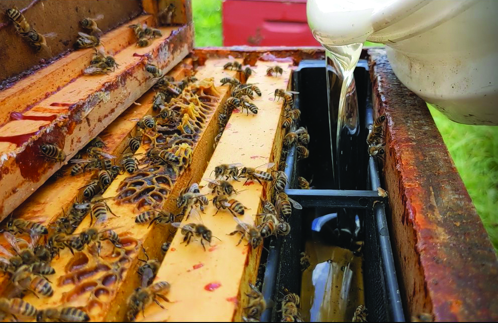 Sugar syrup being poured in to a Division Board Feeder