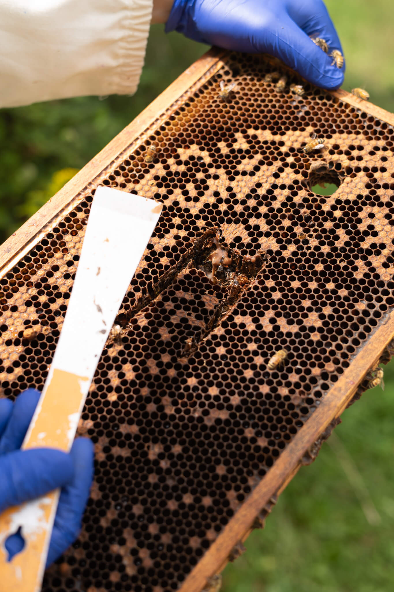 A hive tool with a square comb sample for testing