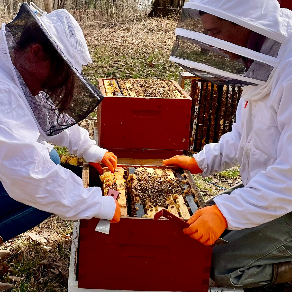 Shows two beekeepers working together to lift a hive box