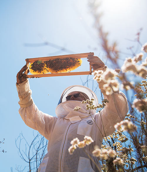 Hilary Kearney inspecting hive frame