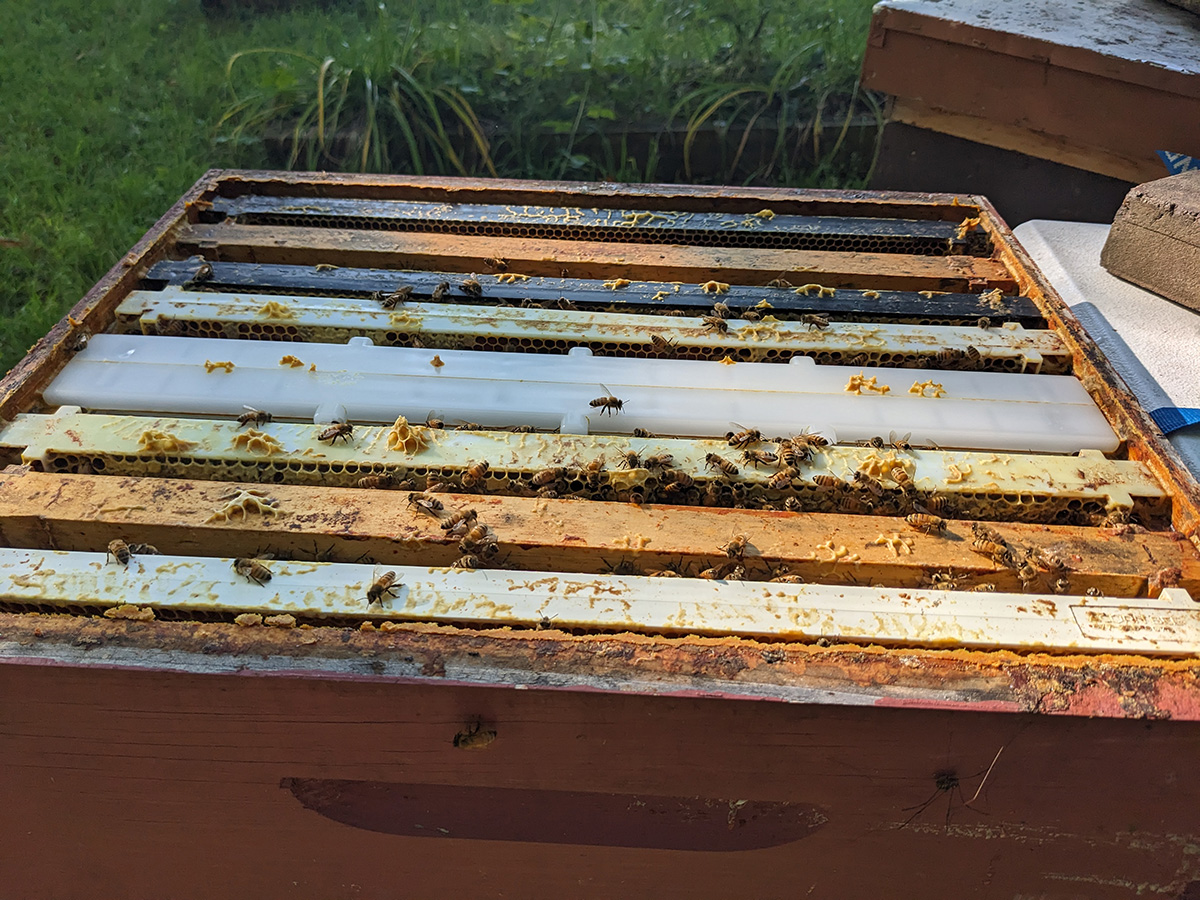 Shows the new Hogg Halfcomb plastic frame placed in a beehive