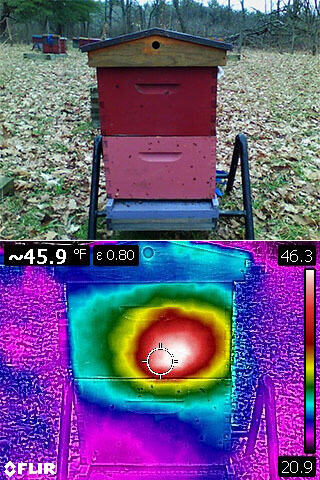 Infrared imaging of a beehive in wintertime, shows a warm cluster of bees