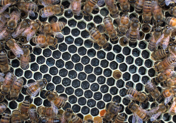 Laying worker bees surrounding eggs