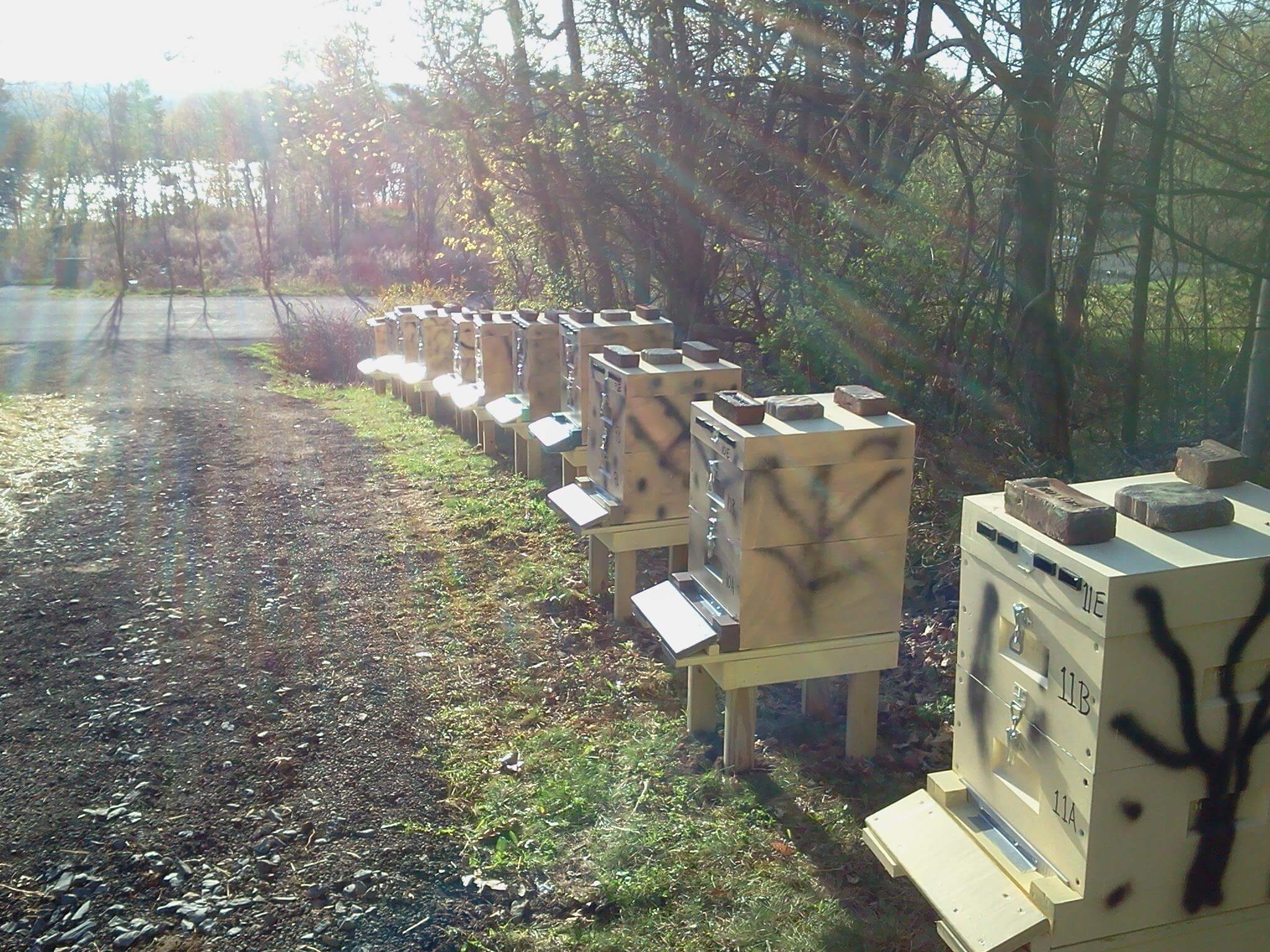 Polystyrene Lyson beehives lined up near a dirt road in the countryside at dusk