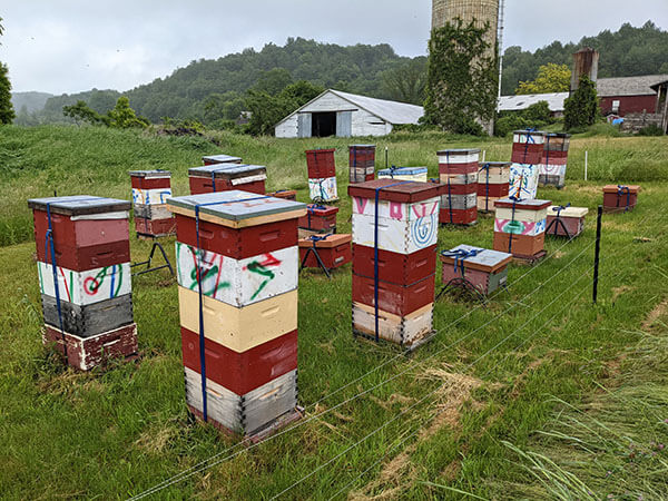 Beehive apiary with various styles and sizes of hives