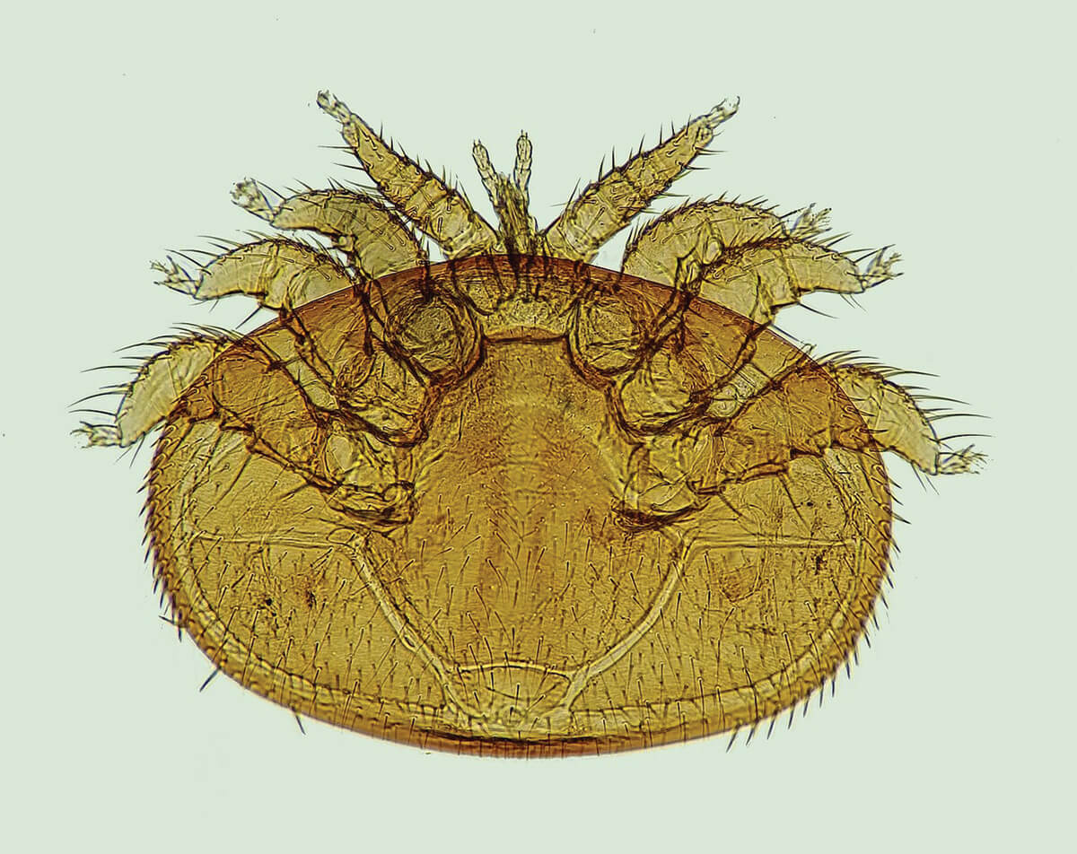 Shows a close up of a varroa mite