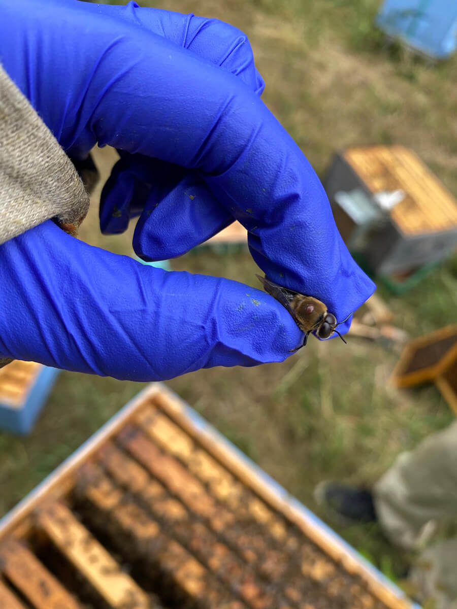 Shows a varroa mite on a drone