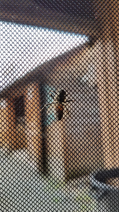 bee feet as seen from within veil
