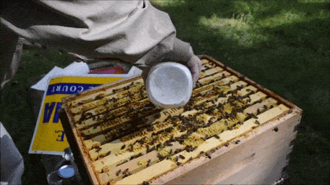 Dumping Bees Back Into Hive