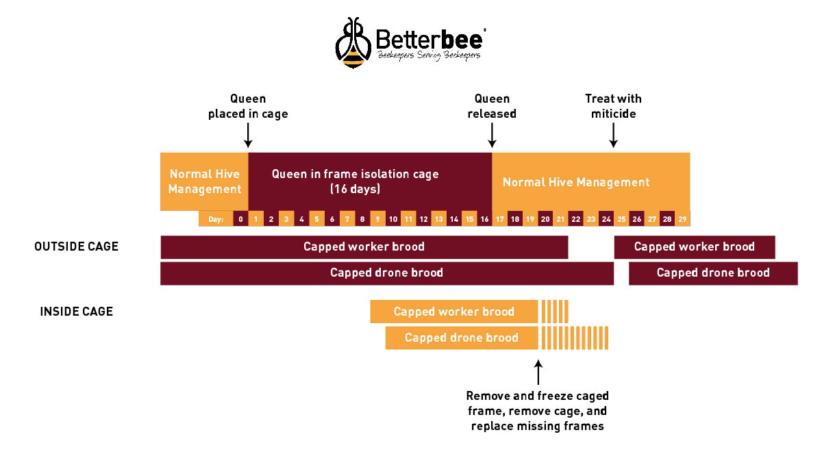 Timeline