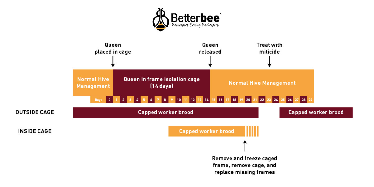 Timeline