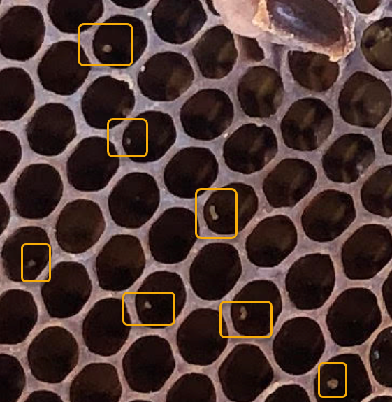cells with the guanine specks