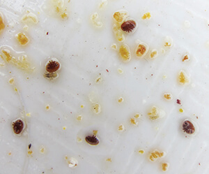 Varroa mites on a mite monitoring screen