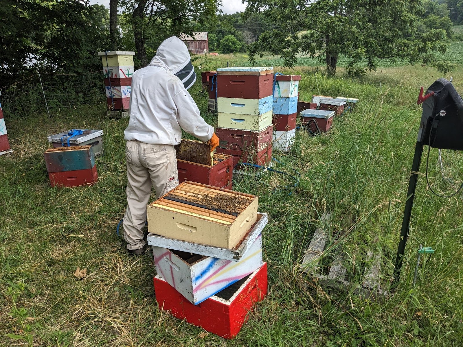 A beekeeper inspecting hives