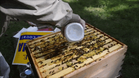 Sugared bees being dumped on the top of frames