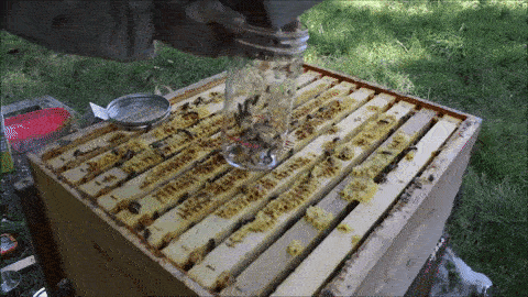 Dumping bees directly into the marked jar