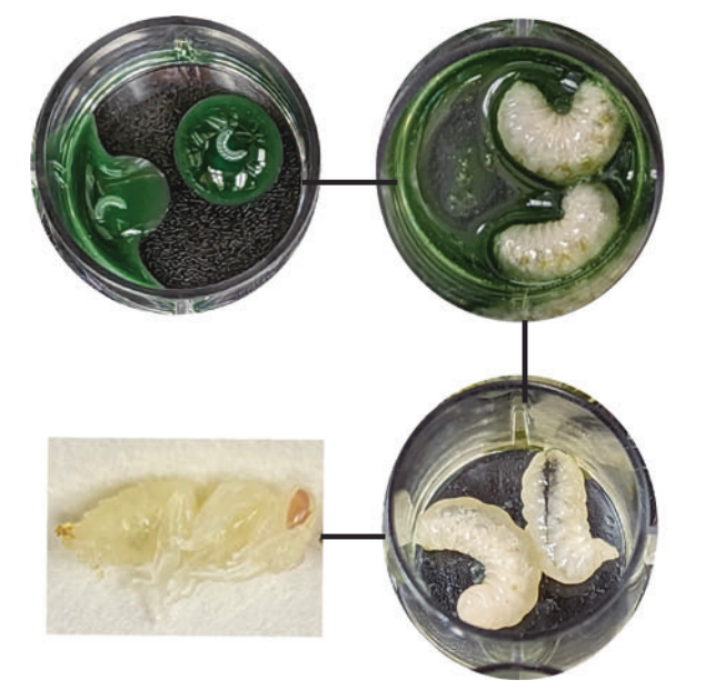 shows larvae reaction to diets of blue-green algae