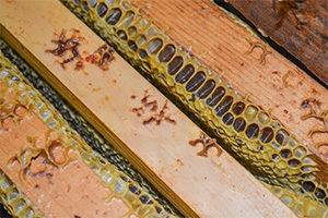 the top bars of hive frames