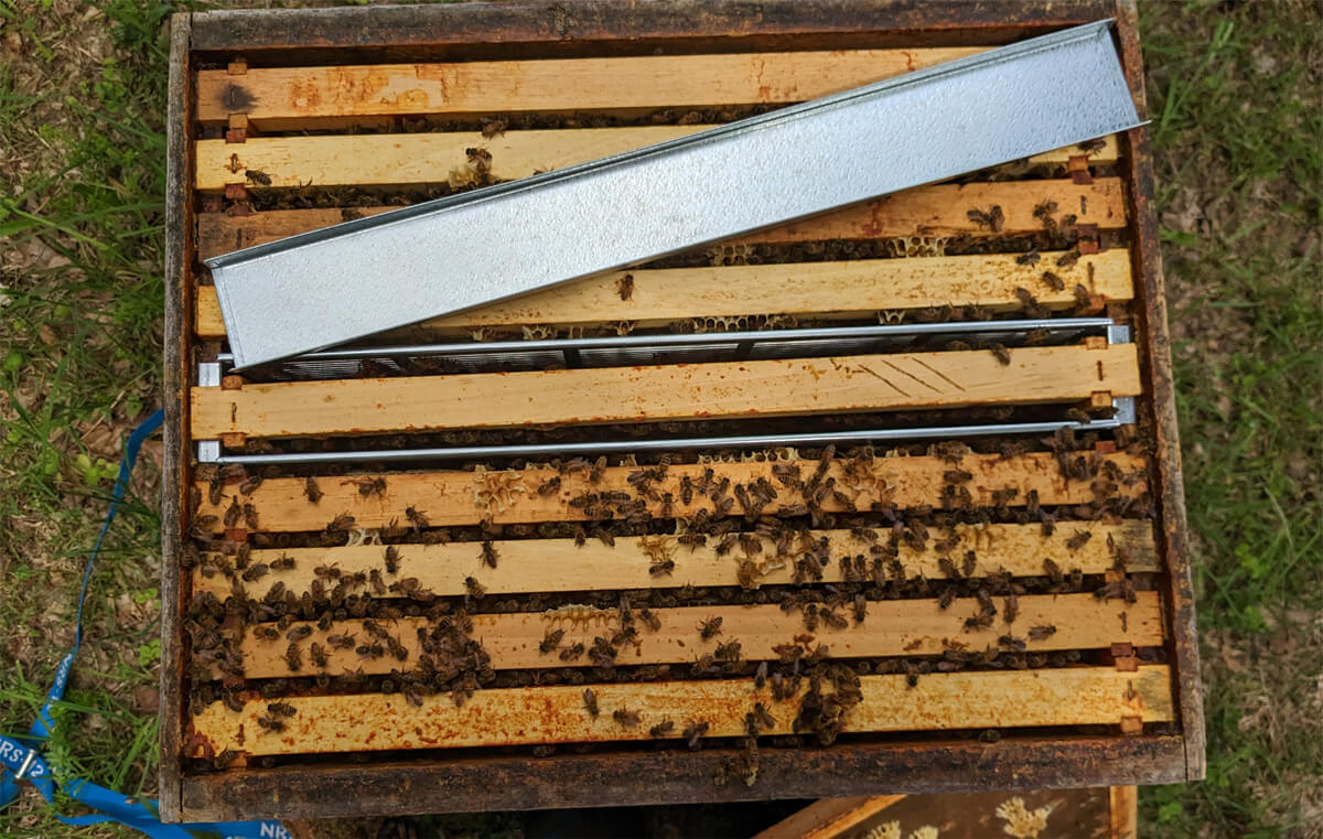 Shows a frame isolation cage in a bee hive