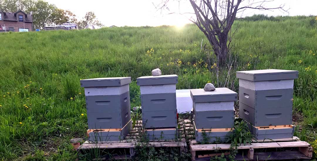 Purple painted hives in a yard