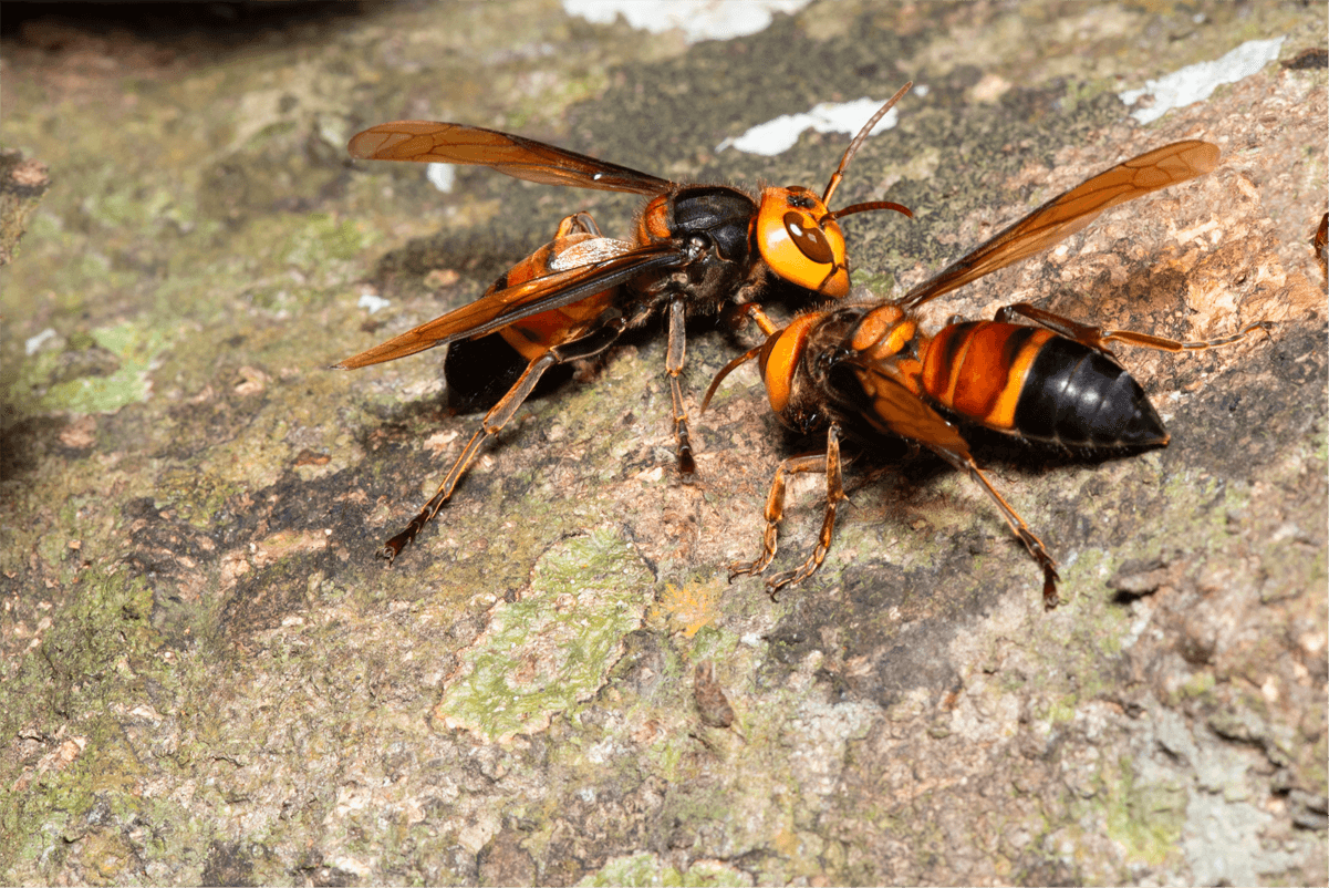 Shows two hornets