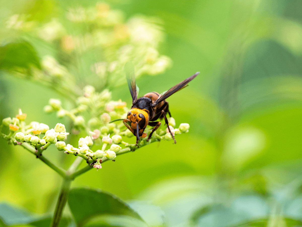 Shows a murder hornet