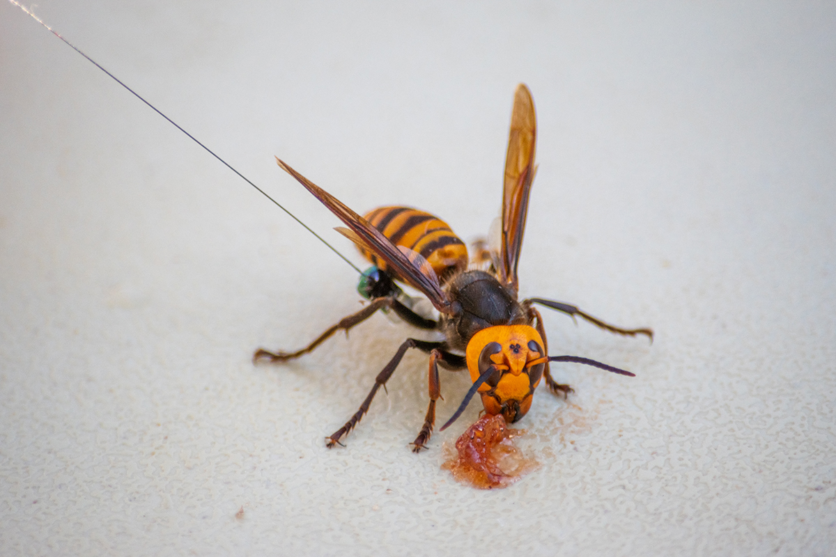 Shows a murder hornet