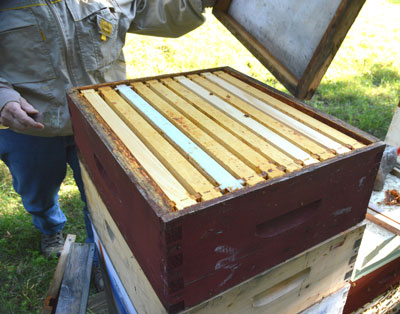 Empty honey super