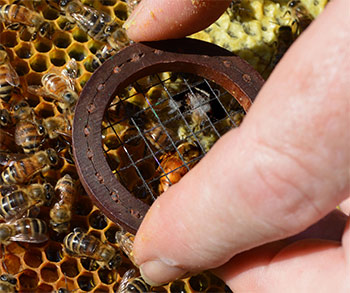 Set the ring down over the bee