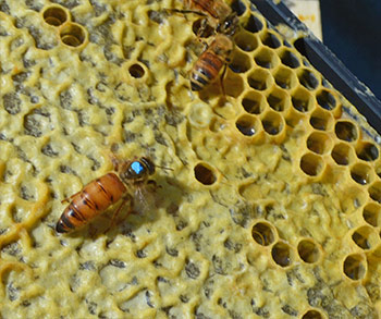Queen immediately right after being marked