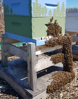 many bees gathered on the outside of a hive