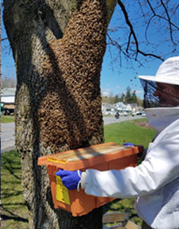 a beekeeper using a nuc to capture a swarm on a tree