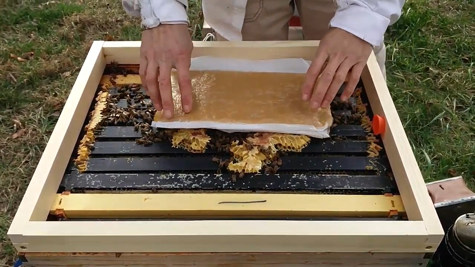 A beekeeper giving solid feed to a hive