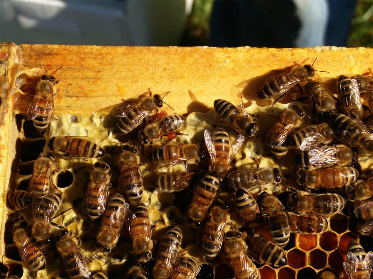 Propolis on bee's legs