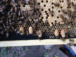 Queen cells on a frame.