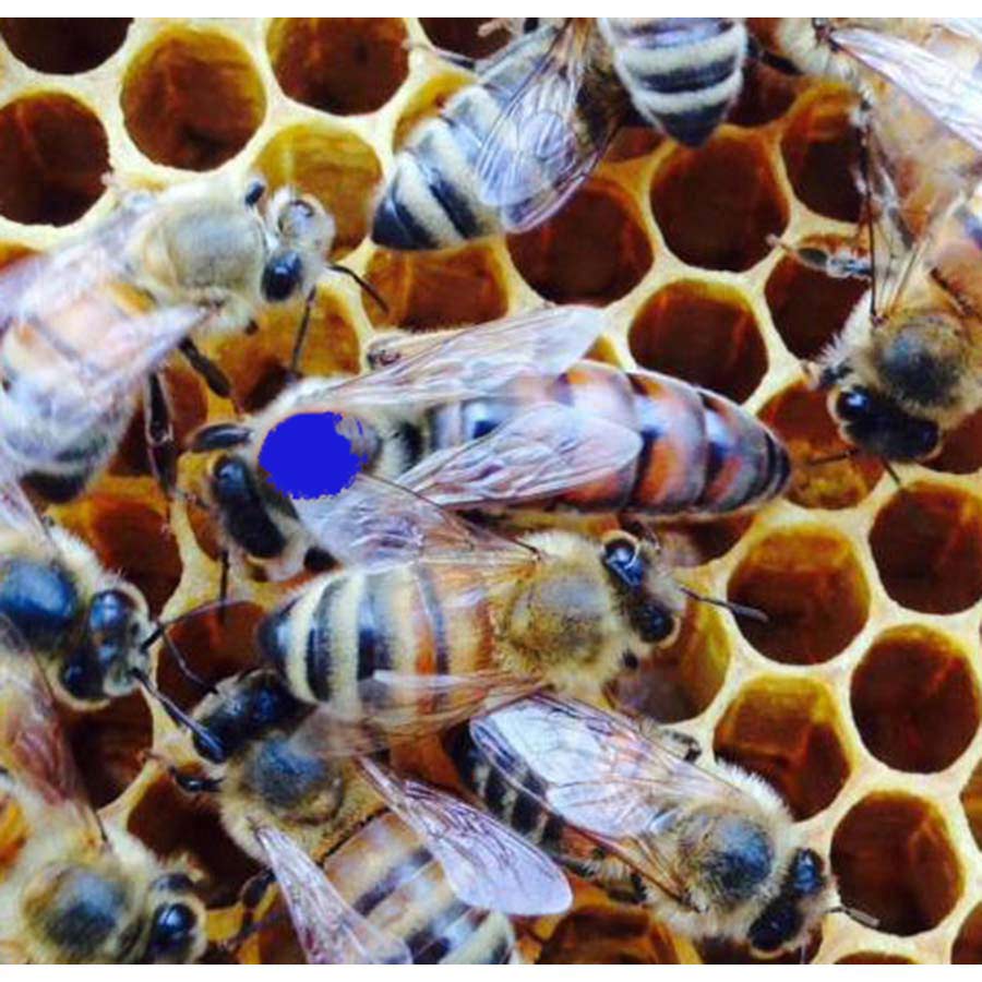 2024 Northern Queen Bees | Betterbee