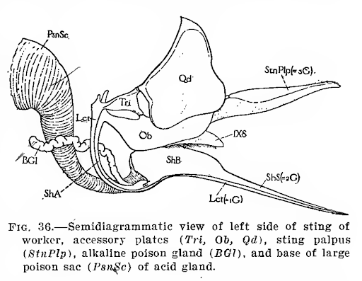 Diagram of a bee stinger