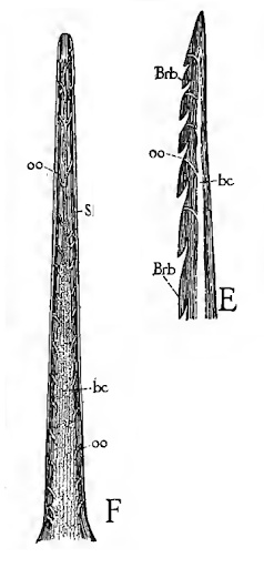 Diagram of a bee stinger